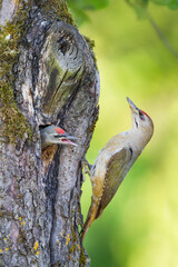 Grijskopspecht, Grey-headed Woodpecker, Picus canus
