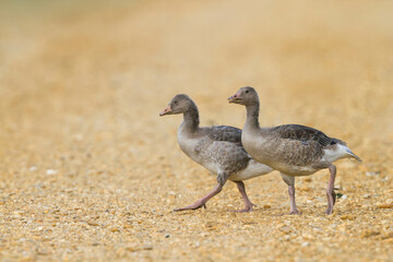 Grauwe Gans, Greylag Goose, Anser anser