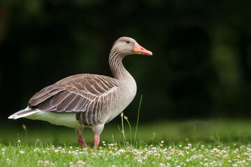 Grauwe Gans, Greylag Goose, Anser anser