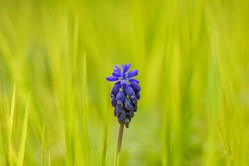 Blue Nazarene (Muscari neglectum) among meadow grass with nice green bokeh background
