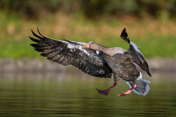 Grauwe Gans, Greylag Goose, Anser anser