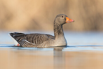 Grauwe Gans, Greylag Goose, Anser anser