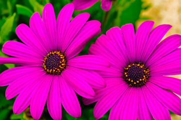 Obraz premium pink and purple of the osteospernum shows its maximum splendor of color and beauty