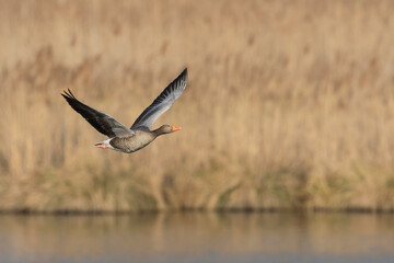 Grauwe Gans, Greylag Goose, Anser anser