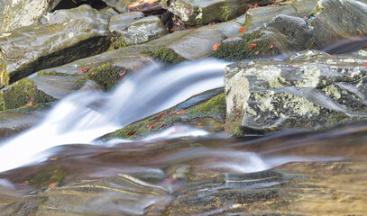 stream in the forest