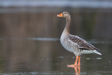 Grauwe Gans, Greylag Goose, Anser anser