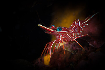 Colorful shrimp on coral reef