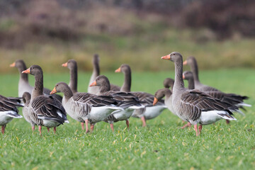 Grauwe Gans, Greylag Goose, Anser anser