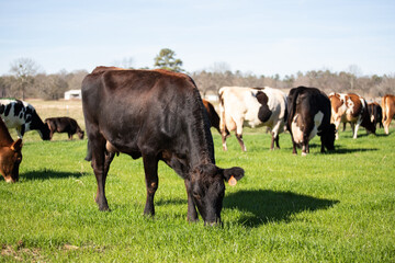cows on the meadow
