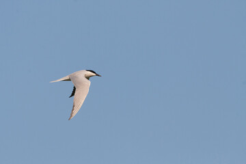 Fototapeta na wymiar Lachstern, Gull-billed Tern, Gelochelidon nilotica