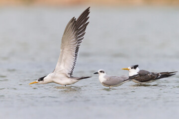 Fototapeta na wymiar Lachstern, Gull-billed Tern, Gelochelidon nilotica