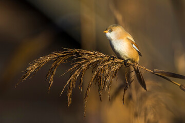 Bartmeise (Panurus biarmicus) Weibchen © Rolf Müller