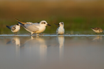 Lachstern, Gull-billed Tern, Gelochelidon nilotica