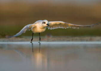 Lachstern, Gull-billed Tern, Gelochelidon nilotica