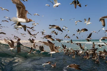 Fotobehang Gulls fishing, Oman © AGAMI