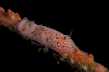 Pink Sponge Nudibranch camouflage  