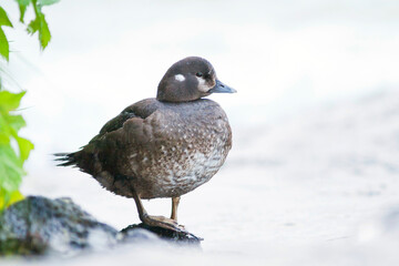 Harlequin Duck, Harlekijneend, Histrionicus histrionicus