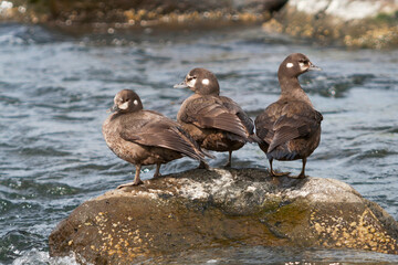 Harlequin Duck, Harlekijneend, Histrionicus histrionicus