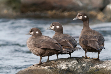 Harlequin Duck, Harlekijneend, Histrionicus histrionicus