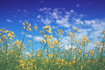 Fototapeta na wymiar Blooming rapeseed field. Flowers against the blue sky