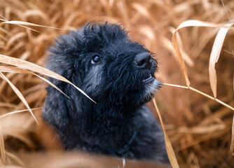 Portret szczeniaka rasy bouvier des Flandres 