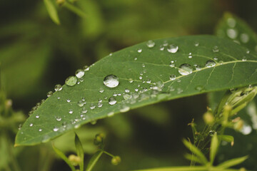 water drops on a leaf