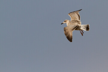 Zilvermeeuw, European Herring Gull, Larus argentatus