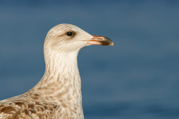 Zilvermeeuw, European Herring Gull, Larus argentatus