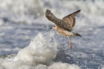 Zilvermeeuw, European Herring Gull, Larus argentatus