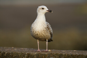 Zilvermeeuw, European Herring Gull, Larus argentatus