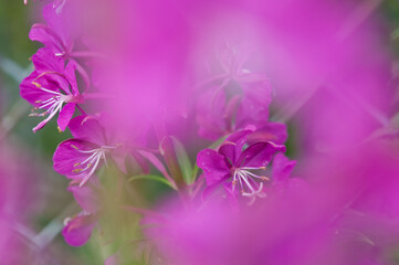 Plakat Fireweed Abstract