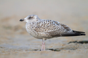 Zilvermeeuw, European Herring Gull, Larus argentatus