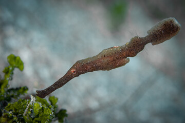 Robust ghost pipefish Solenostomus cyanopterus camouflaged like a leaf