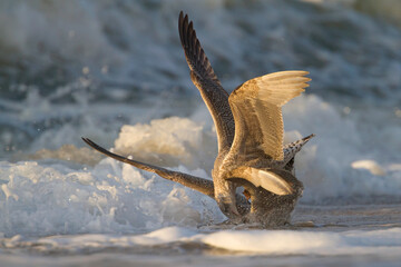 Zilvermeeuw, European Herring Gull, Larus argentatus