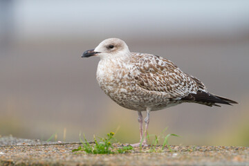 Zilvermeeuw, European Herring Gull, Larus argentatus