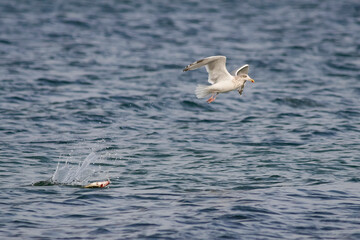 Zilvermeeuw, European Herring Gull, Larus argentatus