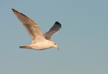 Zilvermeeuw, European Herring Gull, Larus argentatus