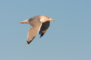 Zilvermeeuw, European Herring Gull, Larus argentatus