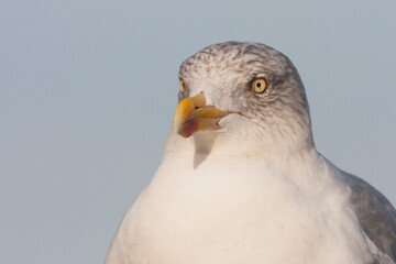 Zilvermeeuw, European Herring Gull, Larus argentatus