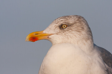 Zilvermeeuw, European Herring Gull, Larus argentatus