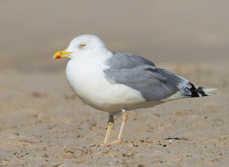 Fototapeta na wymiar Zilvermeeuw, European Herring Gull, Larus argentatus