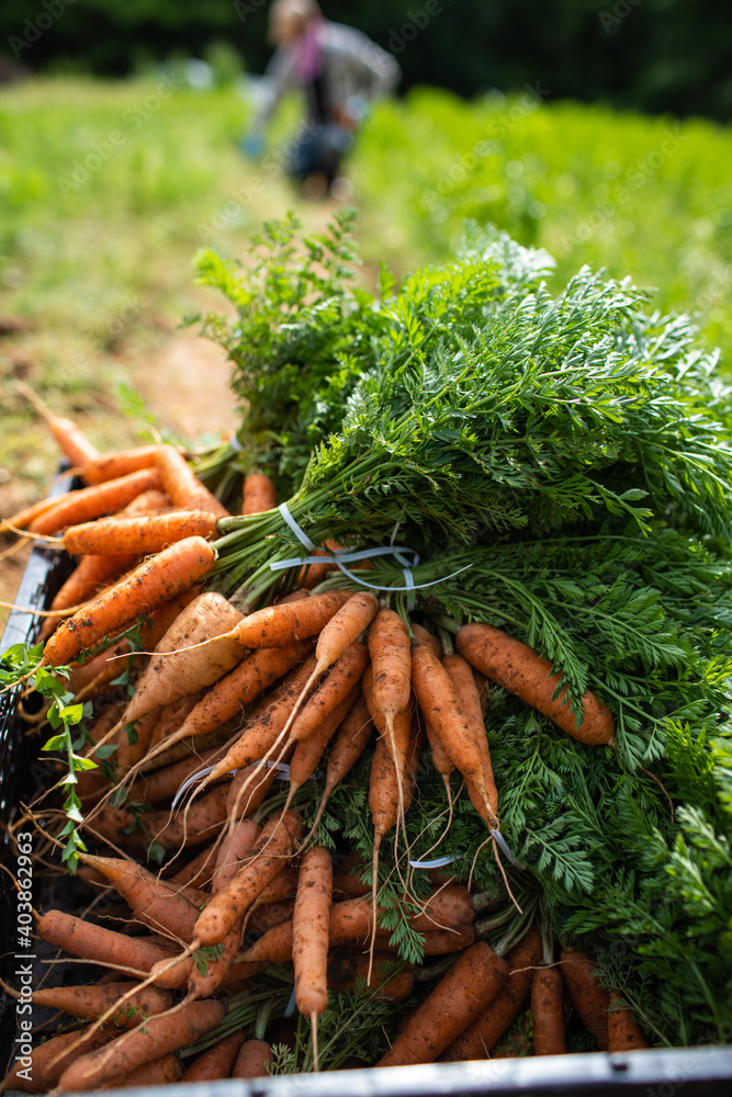 Wall mural bunch of carrots