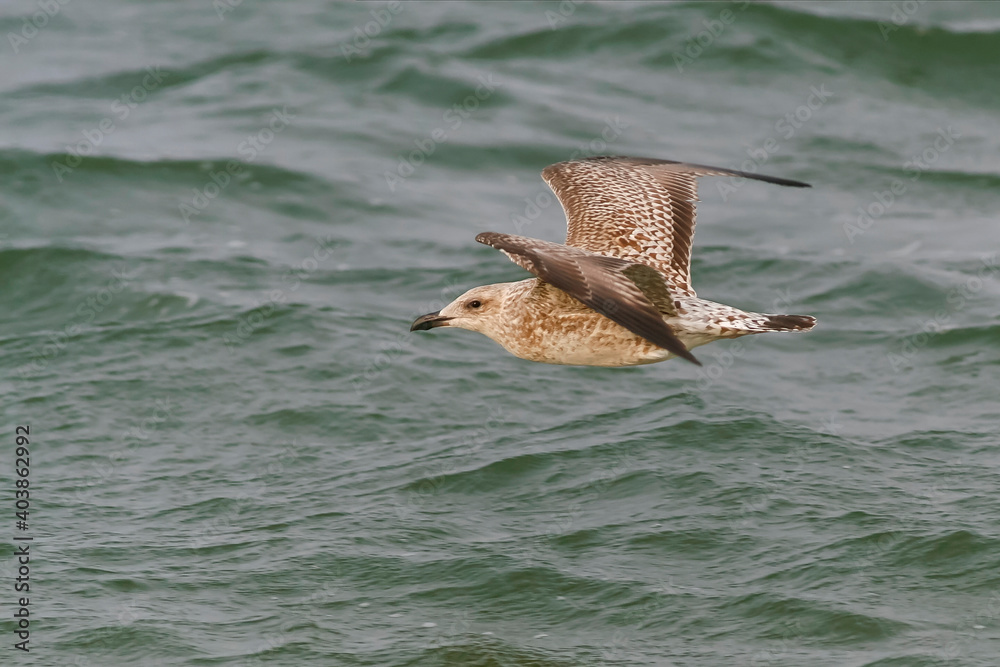 Wall mural Zilvermeeuw, European Herring Gull, Larus argentatus