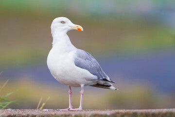 Zilvermeeuw, European Herring Gull, Larus argentatus