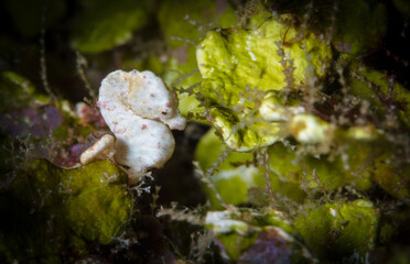 Coleman's pygmy seahorse hiding in halemida grass (Hippocampus pontohi)