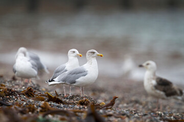 Zilvermeeuw, European Herring Gull, Larus argentatus