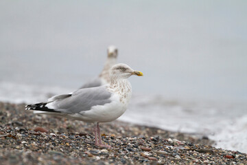 Zilvermeeuw, European Herring Gull, Larus argentatus