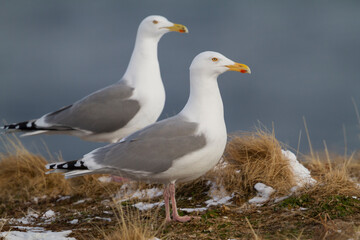 Herring Gull, Zilvermeeuw, Larus argentatus ssp. argentatus