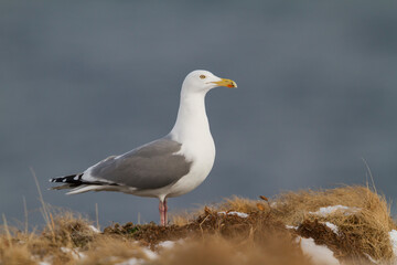 Herring Gull, Zilvermeeuw, Larus argentatus ssp. argentatus