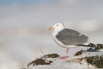 Herring Gull, Zilvermeeuw, Larus argentatus ssp. argentatus